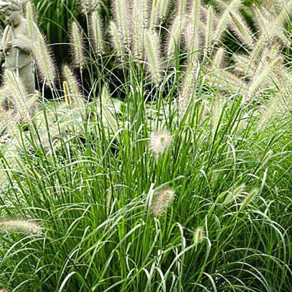 OnlinePlantCenter 1 Gal. Hameln Dwarf Fountain Grass