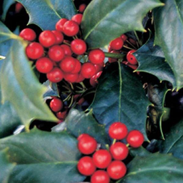 Southern Living Plant Collection 7 Gal. Robin Japanese Holly(Ilex), Live Evergreen Shrub/Tree, Glossy Green Foliage
