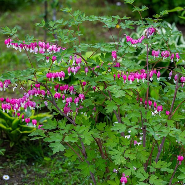 VAN ZYVERDEN Bleeding Hearts Roots (5-Set) 83527 - The Home Depot