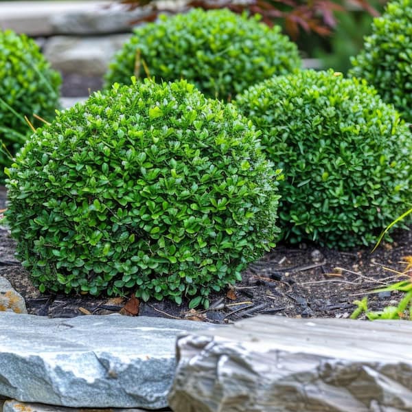national PLANT NETWORK 3 gal. Boxwood Green Velvet Shrub HD2710