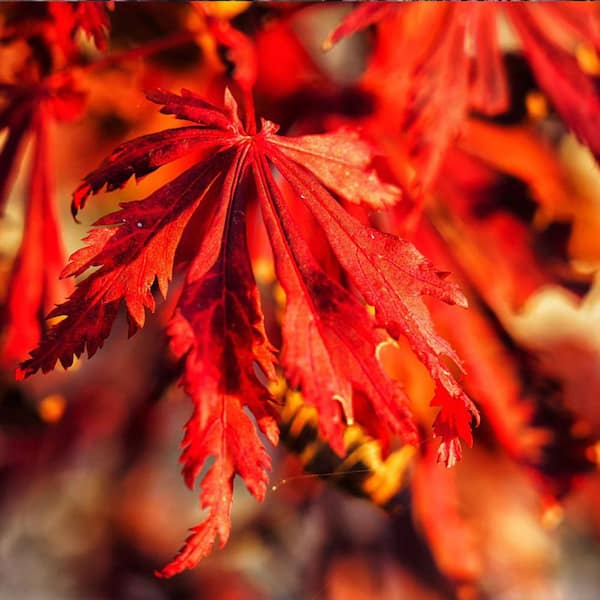 2 gal. Orangeola Deciduous Laceleaf Japanese Maple Tree MAPJOR02GH