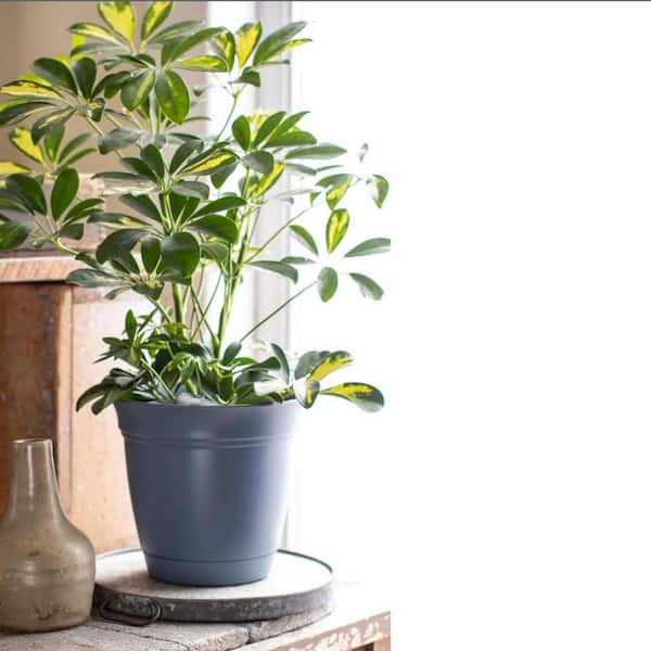 Large Warm Gray Plastic Indoor/Outdoor Planter with Saucer (12 in. W x 10.5  in. H) L08ZQBKV18 - The Home Depot