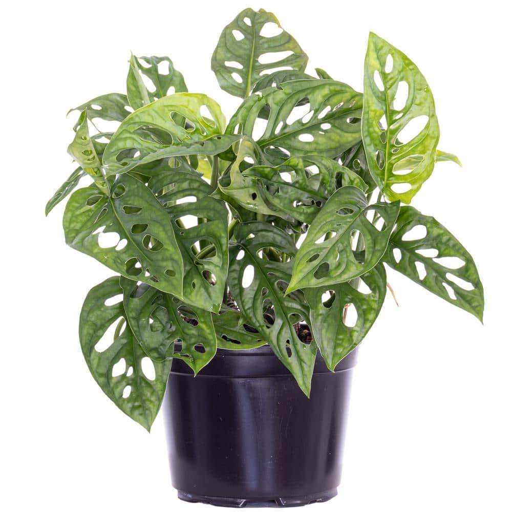 Perfect Plants Swiss Cheese Vine in 6 in. Grower's Pot, Monstera Adansonii  (2-Pack) THD00475 - The Home Depot