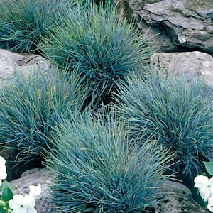 2.5 Qt. 'Eliljah Blue' Fescue Grass with White Blooms