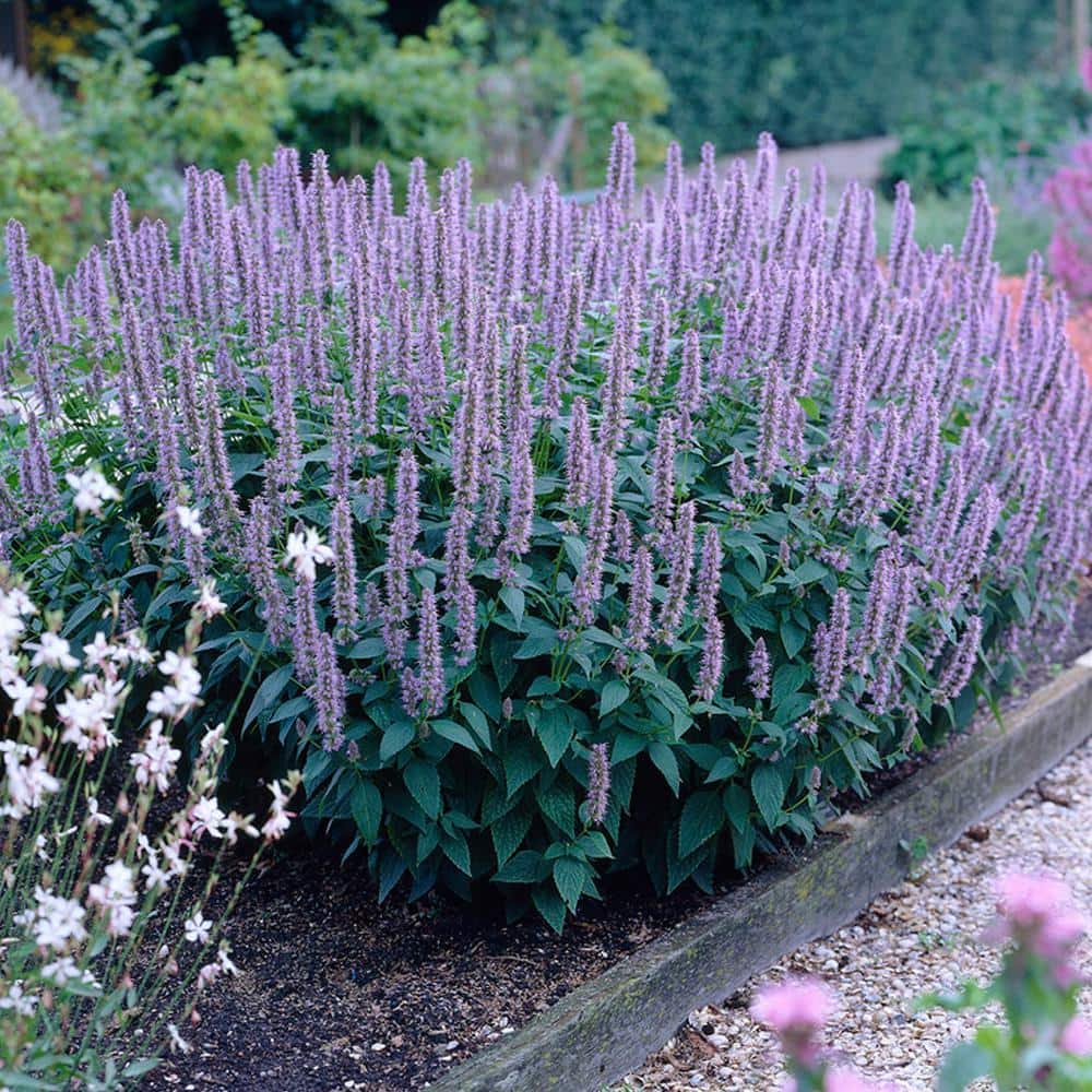 VAN ZYVERDEN Agastache Blue Fortune Roots (Set of 3) 83820