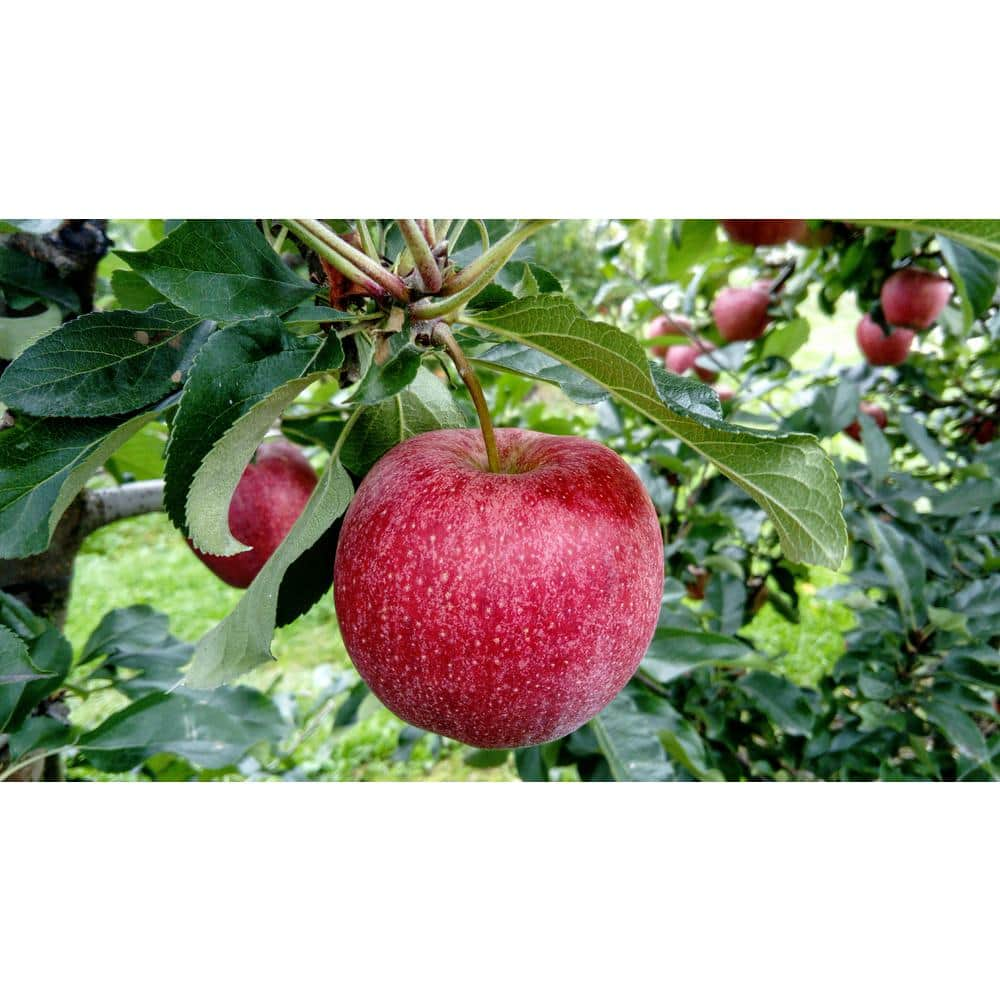 Garden & Grove 3 ft. Honeycrisp Apple Tree with Large Delicioulsy Sweet  Fruit Perfect for Eating Fresh FTAP201 - The Home Depot