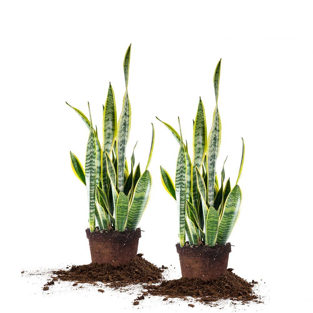 6 in. Snake Plant Pot (2-Pack)