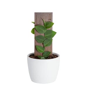 Trending Tropicals 6 in. Shingle Plant Rhaphidophora hayi Plant in White Pot