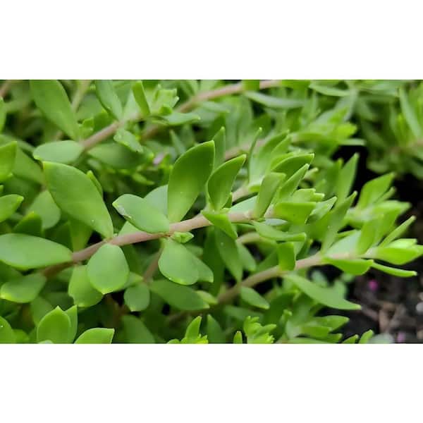 Zeus & Ruta Sedum Sarmentosum Yellow Blossom Color, Succulent Plant  Suitable for Spring Summer Fall HWB-953 - The Home Depot