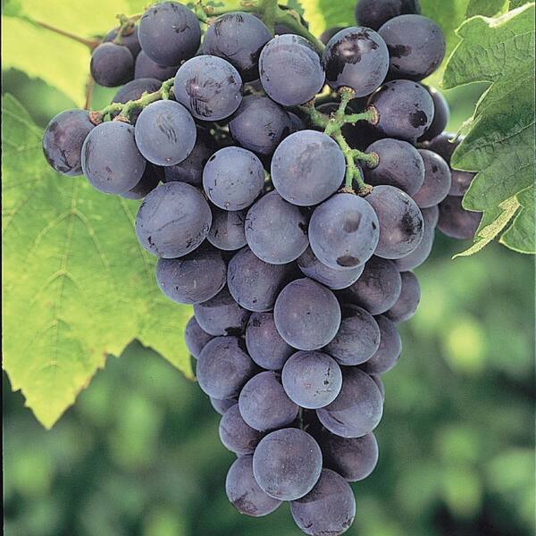 Gurney's 1  Gal. Concord Grape (Vitis), Live Deciduous Plant, Fruiting Vine with Purple Fruit Clusters (1-Pack)