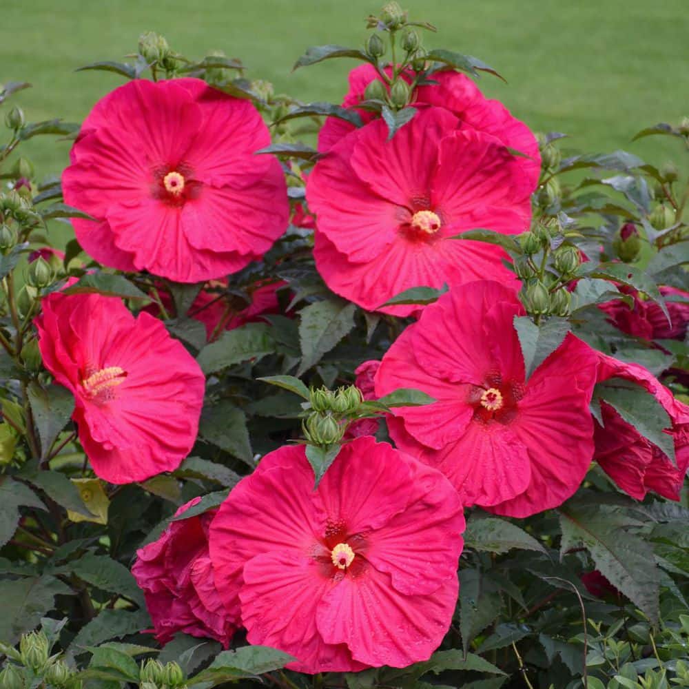 Summer in Paradise Red Flowering Perennial Hibiscus Plant Set