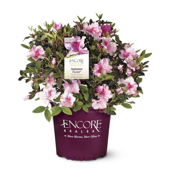 1 Gal. Autumn Twist Encore Azalea Shrub with Pink and White Flowers