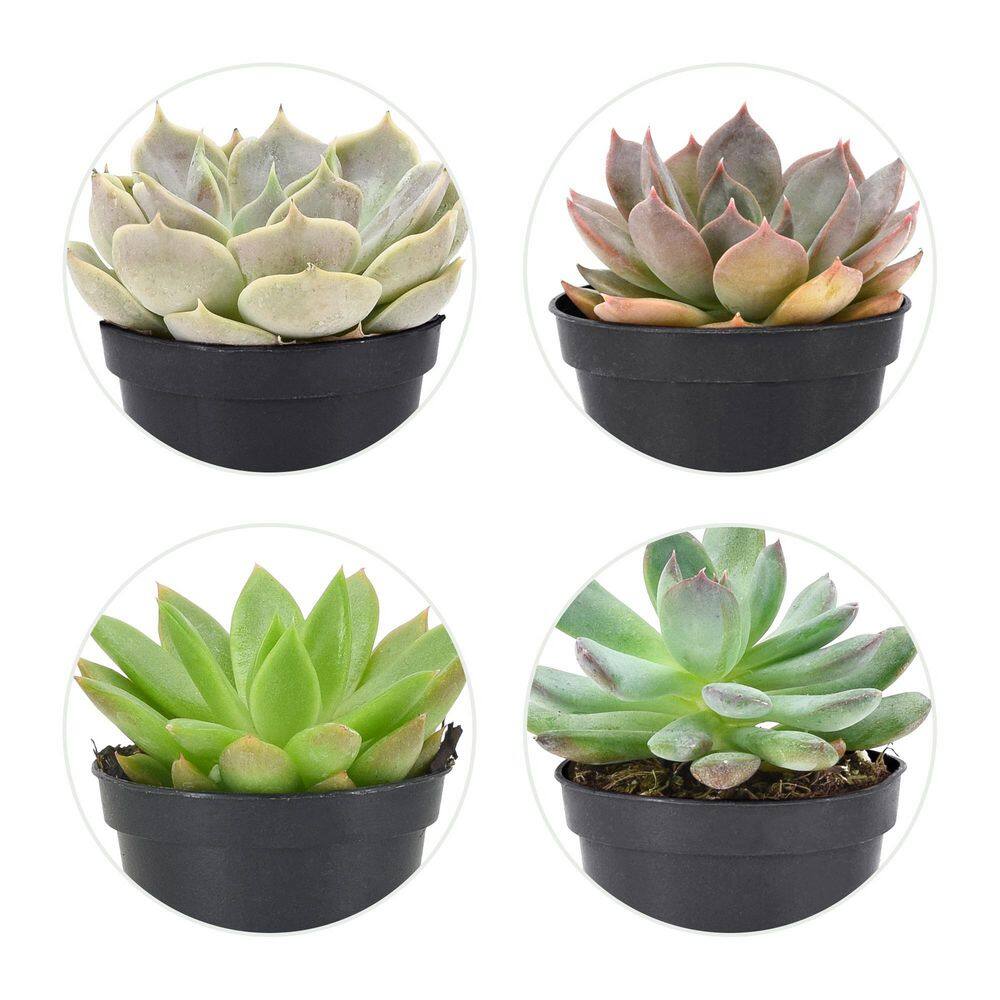 Assorted Echeveria Succulents in Black Pots, 12-Pack