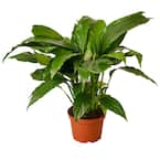 Spathiphyllum 'Peace Lily' Spathiphyllum Wallisii Plant in 6 in. Grower Pot