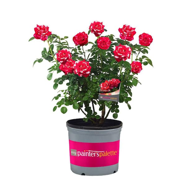 2 Gal. Avant Garde Rose Plant with Hot Pink Flowers
