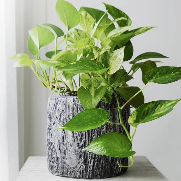 national PLANT NETWORK 4 In. Devil's 'Variegated' Pothos pot - 4 Piece HD7206 - The Home Depot