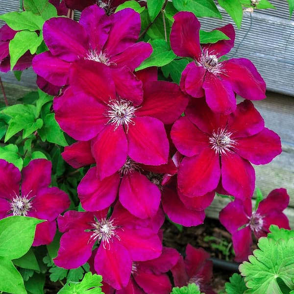 Spring Hill Nurseries 3 in. Pot Westerplatte Clematis Vine Live Potted Perennial Plant with Red Flowers (1-Pack)