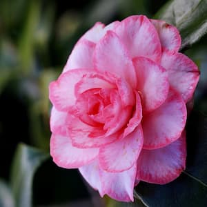 3 gal. Camellia Leslie Ann Shrub with White and Pink Flowers
