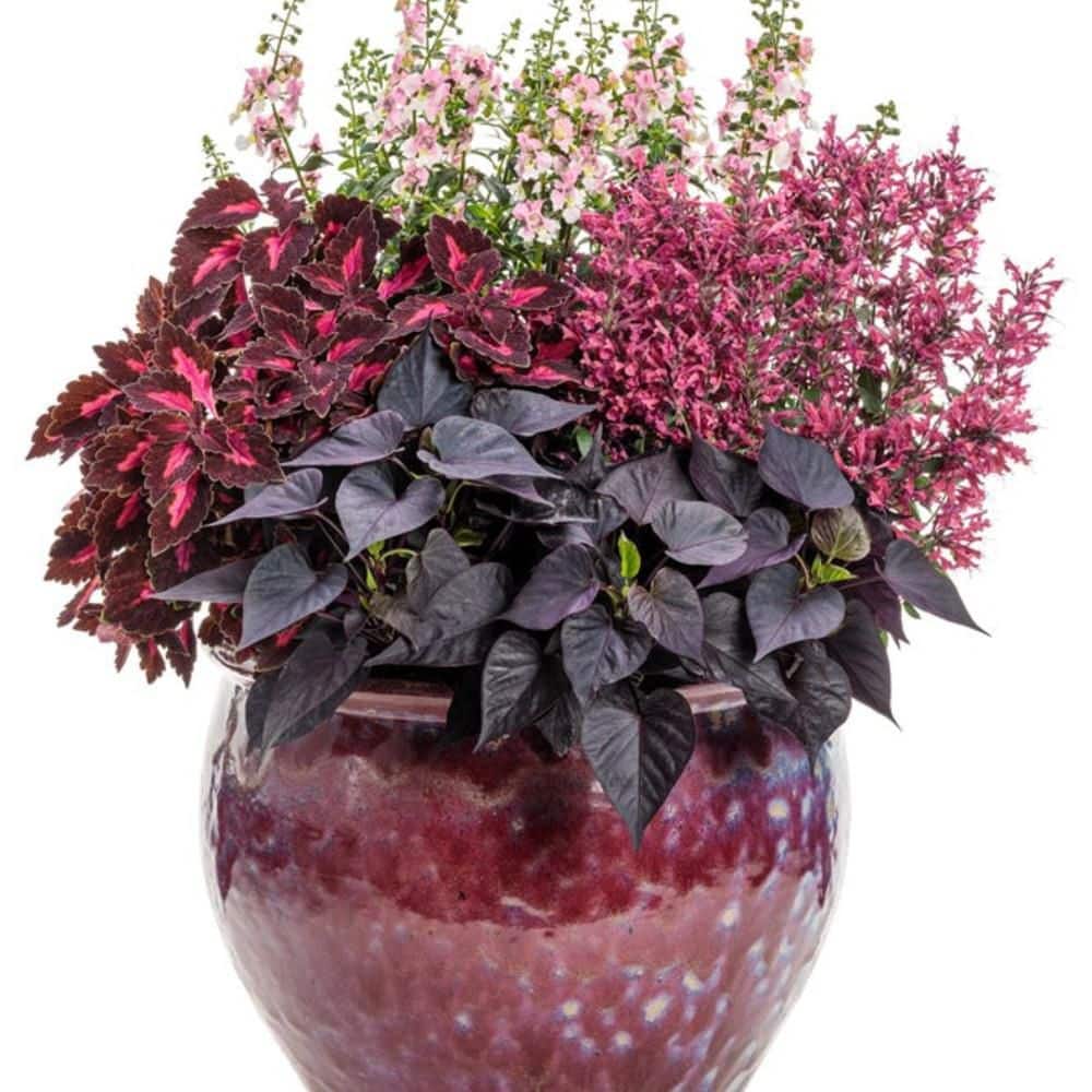 proven-winners-annual-flowers-