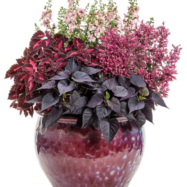 4.25 in. Eco+ Grande 'Maestro Coral' Hyssop (Agastache hybrid) Live Annual Plant with Pink Flowers 4-Pack