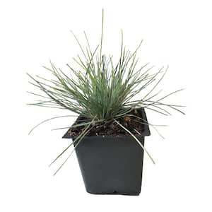 Elijah Blue Grass 3-Total Plants in 3 Separate 4 in. Pot
