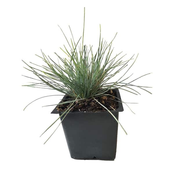 Daylily Nursery Elijah Blue Grass 3-Total Plants in 3 Separate 4 in. Pot