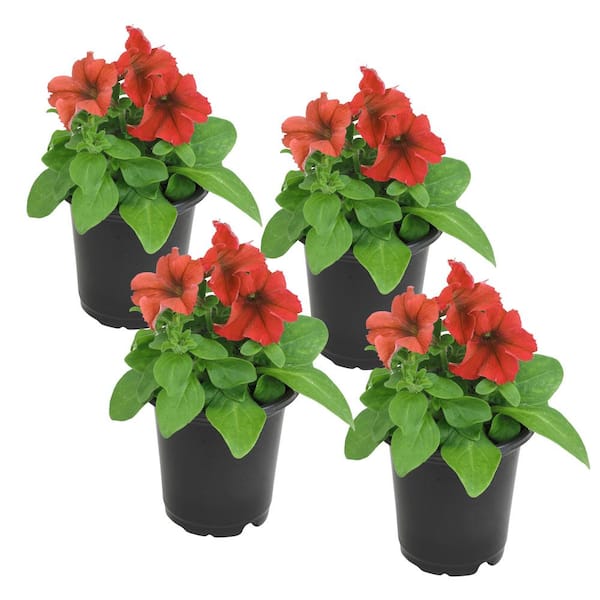 ALTMAN PLANTS Orange Petunias Flowers Garden Annual Plants in 4 in. Grower Pots (Includes 4 Outdoor Plants) (4-Pack )