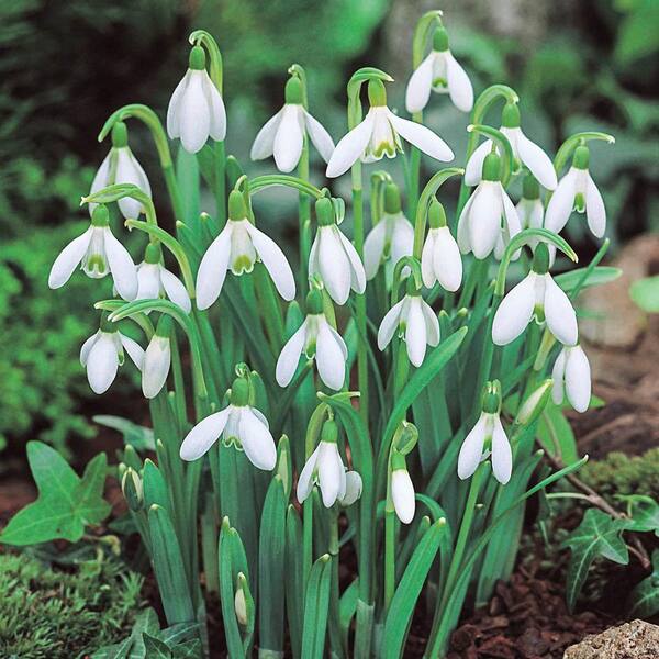 Get Galanthus Hippolyta Spring-flowering Bulbs in MI at English Gardens  Nurseries  Serving Clinton Township, Dearborn Heights, Eastpointe, Royal  Oak, West Bloomfield, and the Plymouth - Ann Arbor Michigan Areas