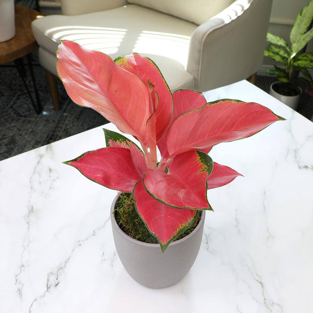 Aglaonema China Red in Gray Ceramic Planter