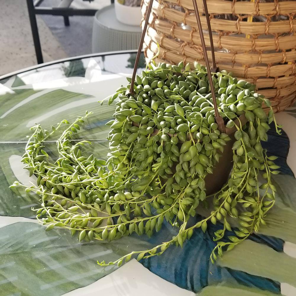 Senecio Raindrops Green Succulent in Black Hanging Planter