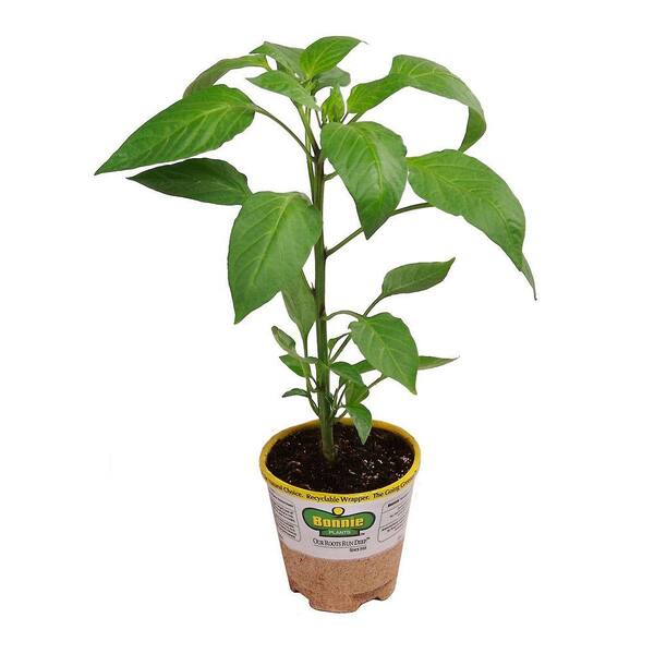 Bonnie Plants 4.5 in. Habanero Pepper