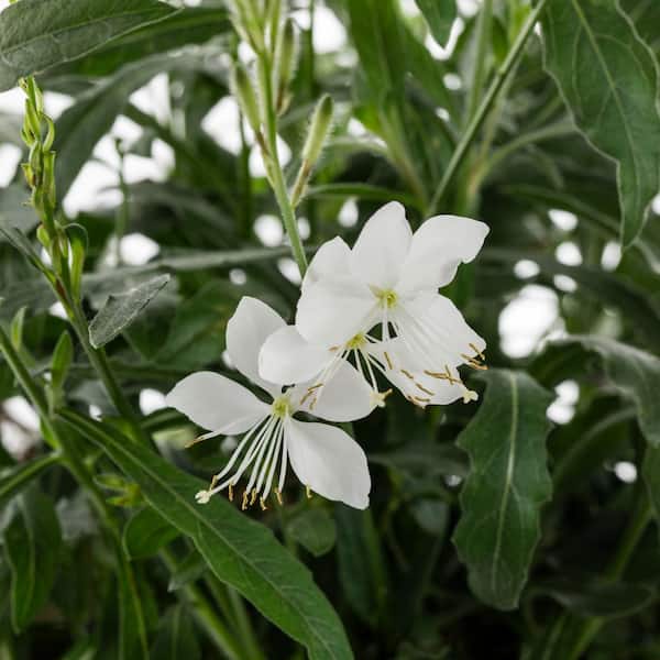METROLINA GREENHOUSES 2.5 Qt. Belleza White Beeblossom Gaura Plant 34666 -  The Home Depot