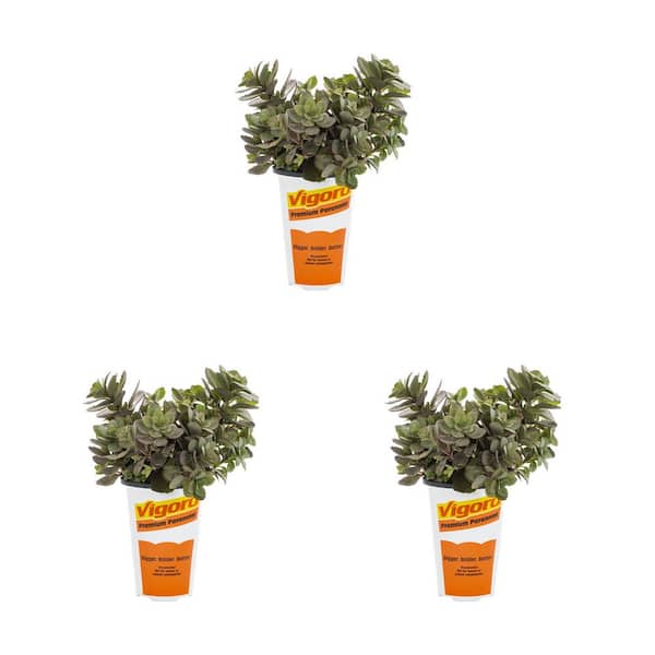 2 qt. Sedum Sunsparkler Dazzleberry Green Perennial Plant (3-Pack)