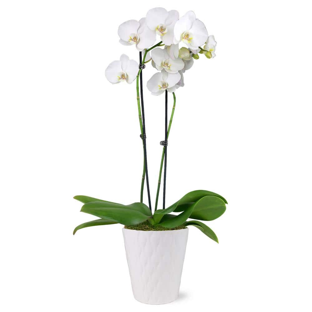 Premium Orchid (Phalaenopsis) White with Yellow Throat Plant in 5 in. White Ceramic Pottery -  Just Add Ice, J5009