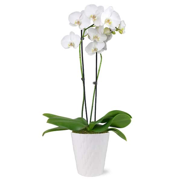 Just Add Ice Premium Orchid (Phalaenopsis) White with Yellow Throat Plant in 5 in. White Ceramic Pottery