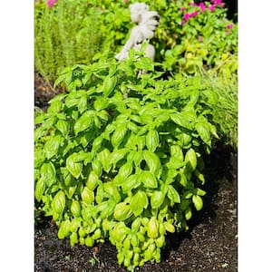 1.5 Qt. Herb Plant Italian Basil in 6 In. Deco Pot (2-Plants)