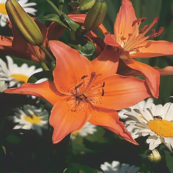 BELL NURSERY 1.15 Qt. Orange Asiatic Lily Plant