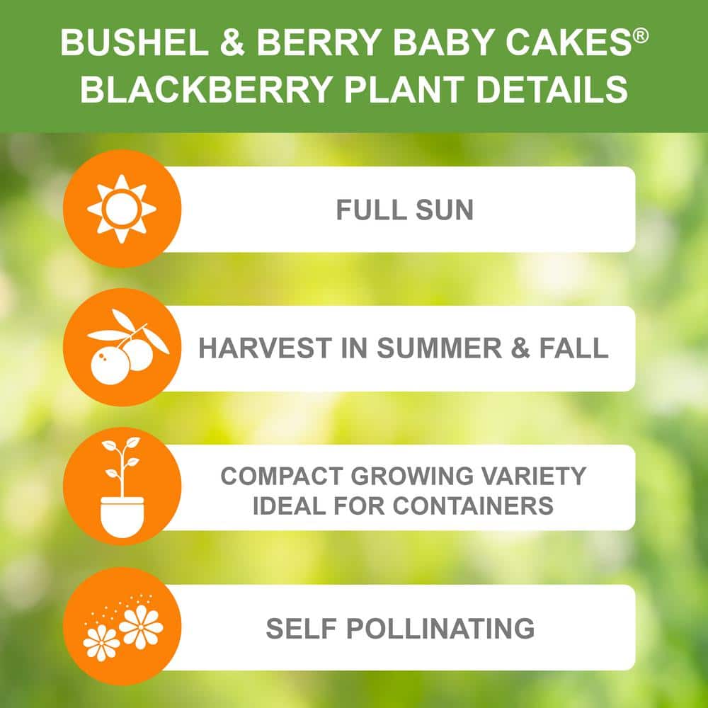 33-Inch Packaged Dwarf Thornless Blackberry Plant for Full Sun