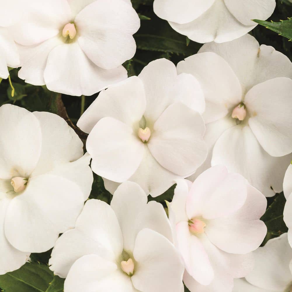 Proven Winners 7 in. Royale Proven Selections SunPatiens Compact