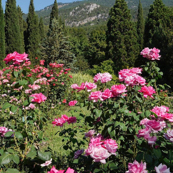 BLOOMABLES Bareroot Scentables Dee-Lish Hybrid Tea Rose Bush with