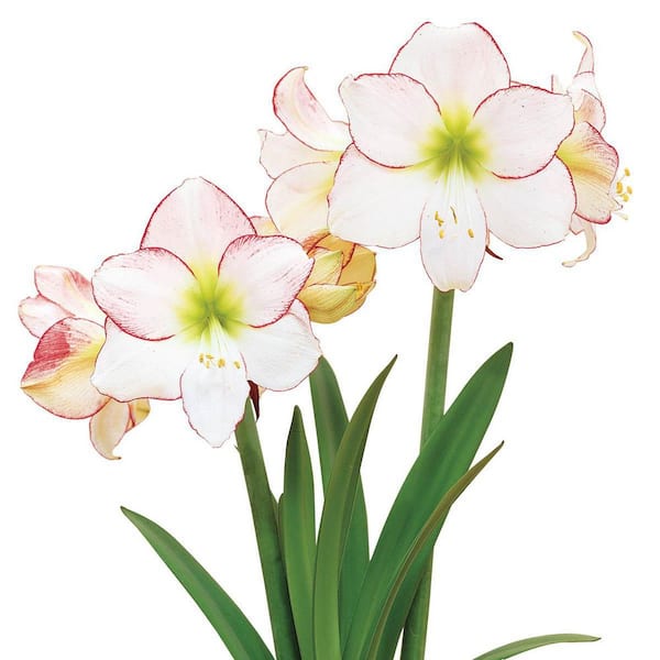 Gardens Alive! 9 in. Pot Picotee White and Pink Flowering