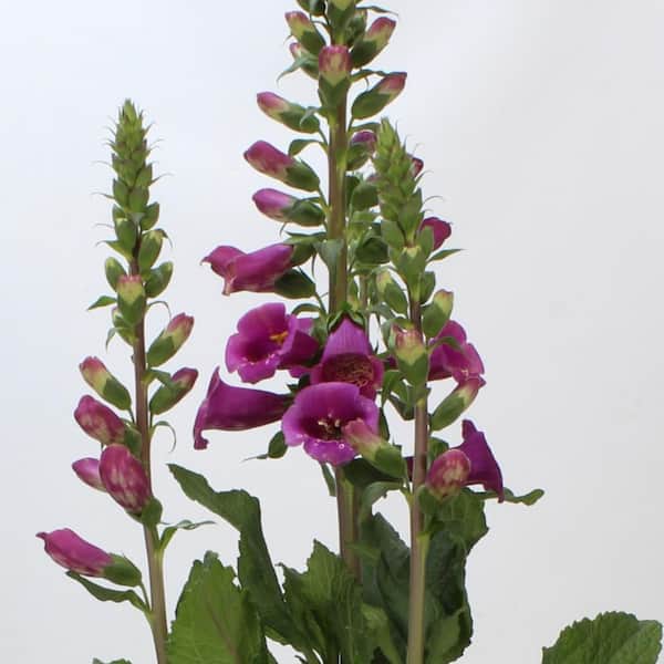 ALTMAN PLANTS 2.6 Qt. Vigoro Foxglove Digitalis Plant 504036 - The Home  Depot