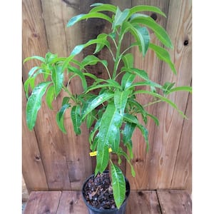 Mango Tree-Live Fruit Tree in a 3 Gal. Pot-Mangifera Indica 'Carrie'-Tropical Edible Fruit Bearing Tree