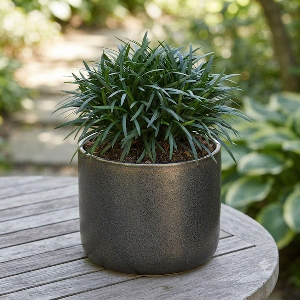 FLOWERWOOD Dwarf Mondo Grass 3 1/4 in. Pots (18-Pack