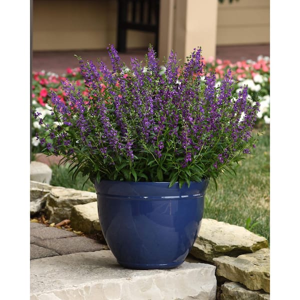 ALTMAN PLANTS SP ANGELONIA PURPLE 2.5 qt. Plant 1007455191 - The