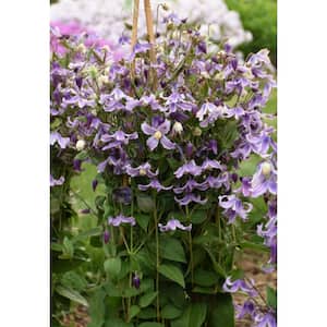 0.65 Gal. 'Stand by Me Lavender' (Bush Clematis) Live Plant Green Foliage and Purple Flowers