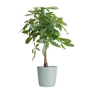 Pachira Braid Indoor Money Tree Plant in 10 in. Decor Planter Avg. Shipping Height 3-4 ft. Tall