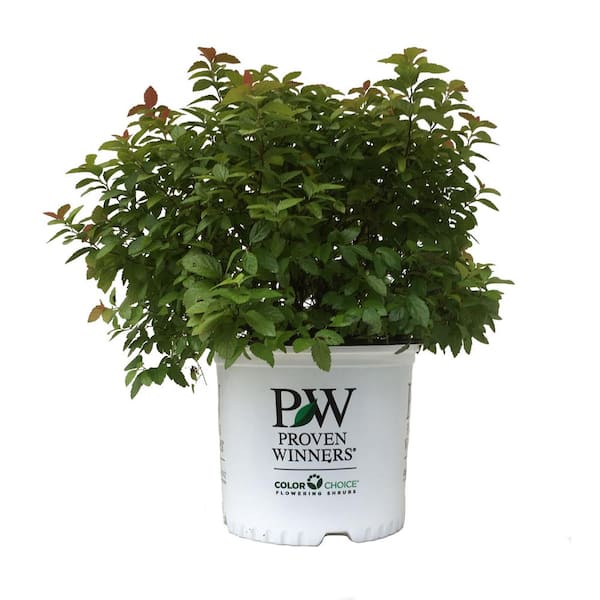 PROVEN WINNERS Spiraea japonica Double Play Big Bang