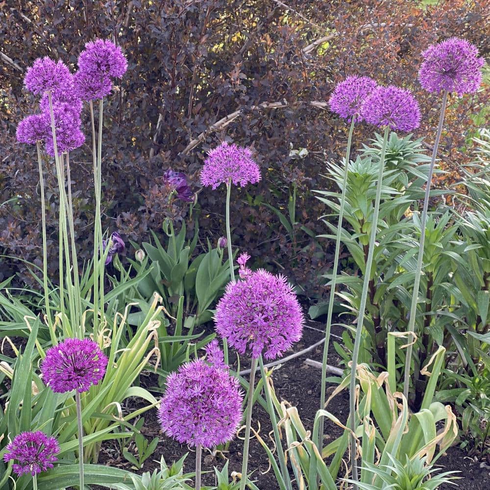 Globemaster Allium Plant Bulbs (3-Pack)