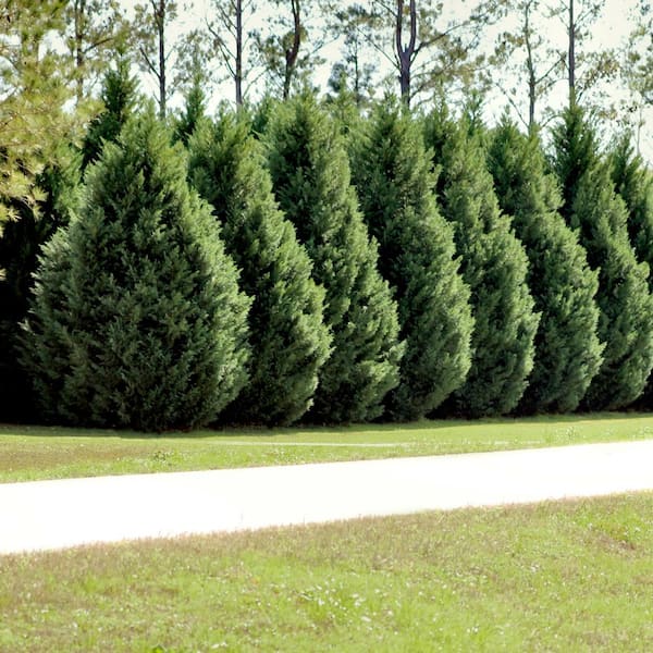 national PLANT NETWORK 2.25 Gal. Cypress Leyland Shrub HD7123
